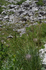 Helictotrichon parlatorei