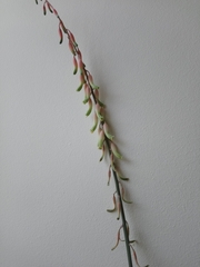 Gasteria carinata