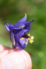 Aquilegia confusa