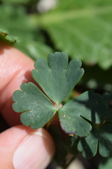 Aquilegia confusa