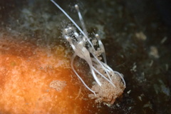 Hydrocoryne bodegensis