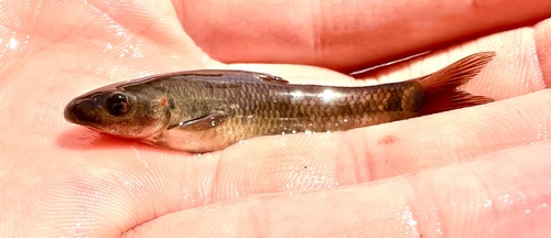 Dembea garra (Garra dembeensis) — Cyprinidae — 2