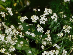 Galium anisophyllon