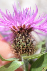 Centaurea rhaetica