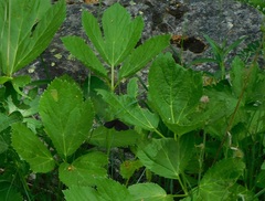 Peucedanum ostruthium