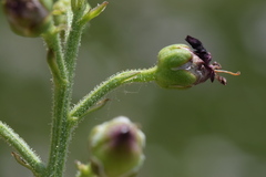 Scrophularia juratensis