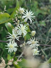 Clematis vitalba