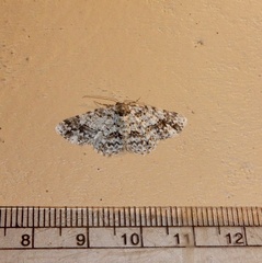 Myrioblephara
