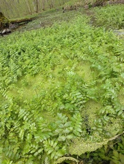 Berula