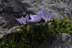 Campanula raineri