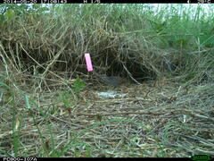 Gallirallus philippensis mellori