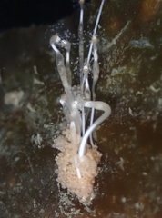 Hydrocoryne bodegensis