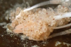 Hydrocoryne bodegensis