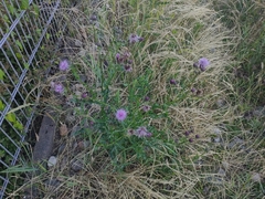 Cirsium arvense