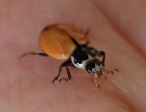 Crescent Lady Beetle