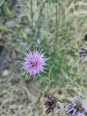 Cirsium arvense