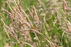 Sympetrum flaveolum
