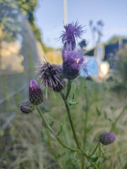 Cirsium arvense