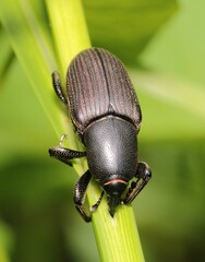 Sphenophorus abbreviatus