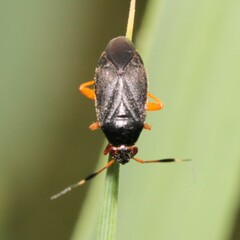 Capsus ater
