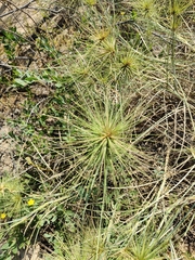 Spinifex longifolius