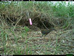 Gallirallus philippensis mellori