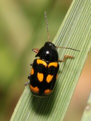 Cryptocephalus anticus