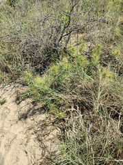 Spinifex longifolius