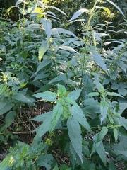 Urtica dioica
