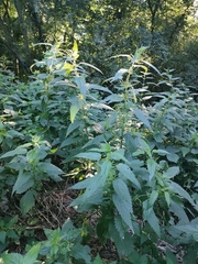 Urtica dioica