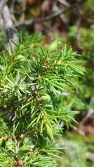 Oligotrophus juniperinus