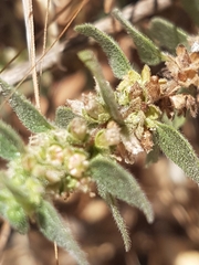 Parietaria judaica