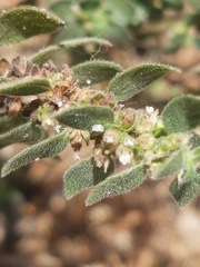 Parietaria judaica