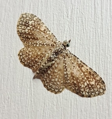 Pomasia denticlathrata