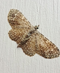 Pomasia denticlathrata