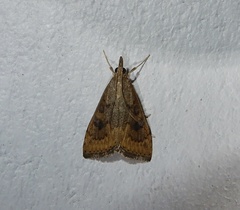 Udea ferrugalis