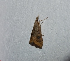 Udea ferrugalis