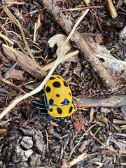 Poecilocoris childreni