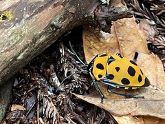 Poecilocoris childreni