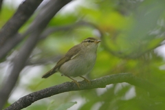 Phylloscopus examinandus