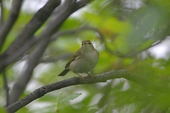 Phylloscopus examinandus