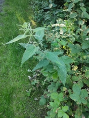 Urtica dioica