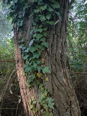 Hedera helix