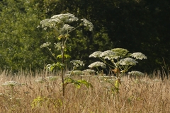 Heracleum mantegazzianum