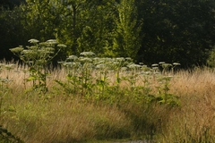 Heracleum mantegazzianum