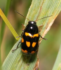 Cryptocephalus anticus