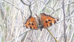 Nymphalis polychloros