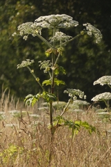 Heracleum mantegazzianum