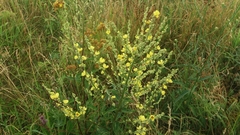Verbascum chaixii