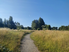 Heracleum mantegazzianum